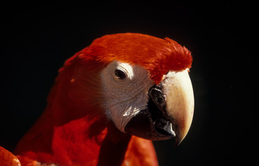 Ara rouge,.Ara macao, Scarlet Macaw © JAG IMAGES
