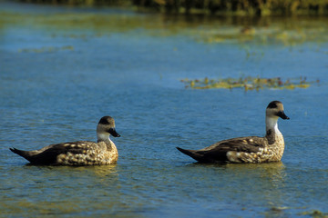 Canard huppé,.Lophonetta specularioides, Crested Duck