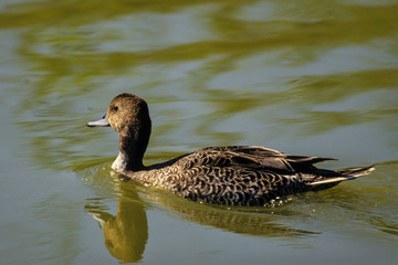 Canard pilet,.Anas acuta, Northern Pintail