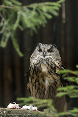 Big owl on a tree with green plants isolated on a wooden background