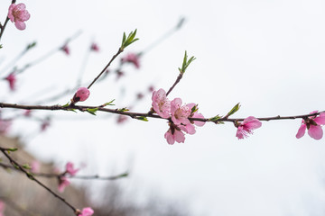 Wild cherry or cherry blossoms in the spring season. Branches on a tree against the sky. Pink flowers