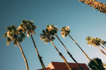 Foto auf Alu-Dibond Palmen unter freiem Himmel in Palm Springs © artpirat