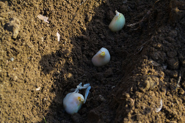 A woman in the garden is planting seeds of vegetables.