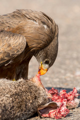 Milan noir, .Milvus migrans, Black Kite
