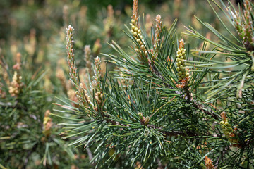 Naklejka na ściany i meble growing young pine cones on a sunny spring day on a green blurry background. floral background. selective focus