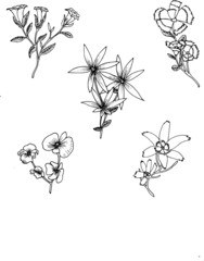 flower set hand drawing illustration black and white vector
