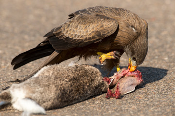 Milan noir, .Milvus migrans, Black Kite