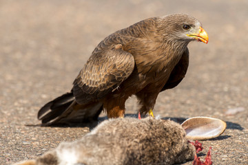Milan noir, .Milvus migrans, Black Kite
