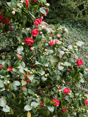 Bel arbuste de Camélia du Japon (Camellia japonica) aux fleurs rouge printanière dans un feuillage vert sombre luisant 