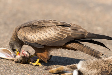 Fototapeta premium Milan noir, .Milvus migrans, Black Kite