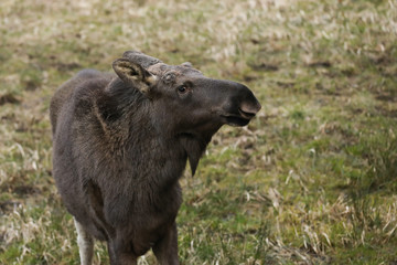 portrait of the brown elk in the forest. Nature reserve. Wildlife