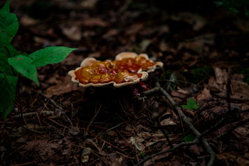mushrooms in the forest