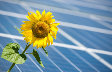 sunflower and solar panels 