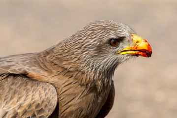 Milan noir, .Milvus migrans, Black Kite