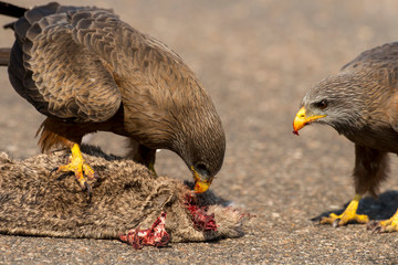 Milan noir, .Milvus migrans, Black Kite