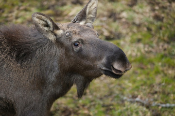 portrait of the brown elk in the forest. Nature reserve. Wildlife