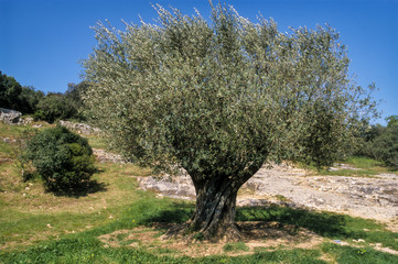 Olivier, Olea europaea
