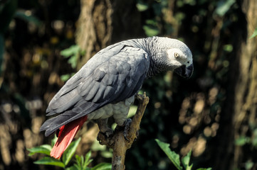 Perroquet jaco, Perroquet gris du Gabon, .Psittacus erithacus, Grey Parrot