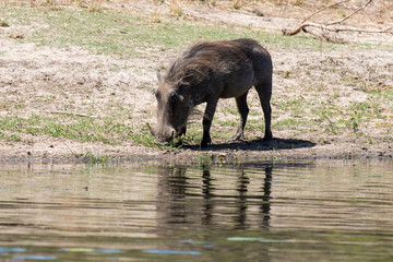 Phacochère commun, Phacochoerus africanus, Afrique du Sud