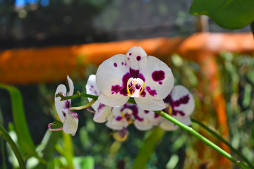 White orchid with purple dots . Moon Orchid or Phalaenopsis amabilis	