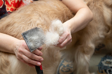 Combing the dog's hair with a special brush. Golden Retriever.