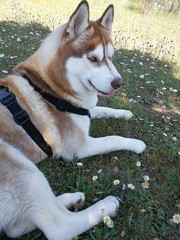 perro husky siberiano marron tranquilo © Palopa