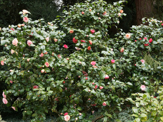 Camélia du japon ou camellia japonais (Camellia japonica) bel arbuste à floraison rouge, rose ou...