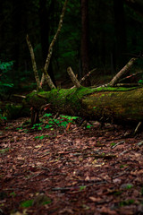 Forest atmosphere. Log on the floor.
