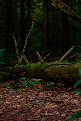 Forest atmosphere. Log on the floor.