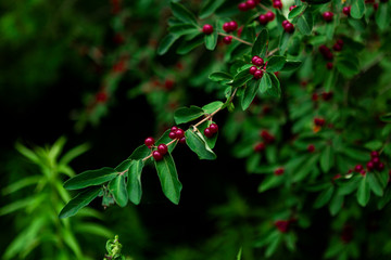 red berries on a tree.