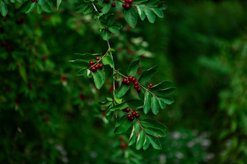 red berries on a tree