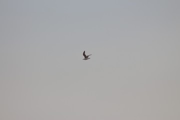 Kyiv Reservoir (Kyiv Sea), Ukraine