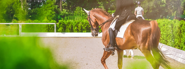 Dressage horses and riders in uniform. Horizontal banner for website header design. Equestrian...