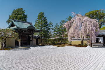 日本 京都 高台寺の桜と春景色