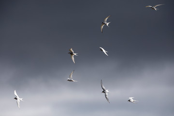 Seeschwalben im Flug