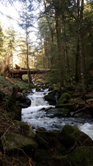 chute d'eau en forêt