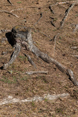 Old tree stump with roots on a spring day