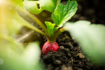 fresh young radish grows in the ground