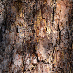 Pine bark background on a sunny day