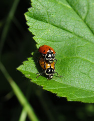 Fototapeta premium ladybug on flower