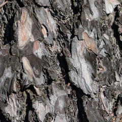 Pine bark background on a sunny day