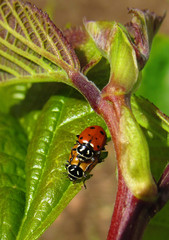 ladybug on leaf