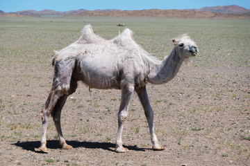 A camel in desert of Western Mongolia
