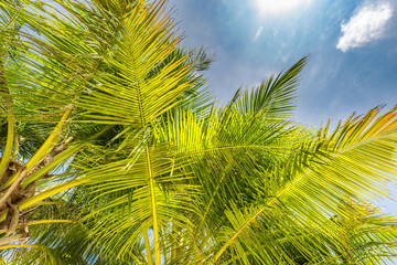 Fototapeta premium Fresh green tropical palm swaying gently in breeze trees low angle view.