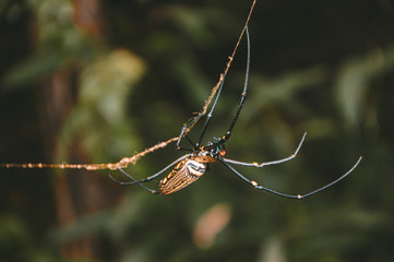 spider on a web