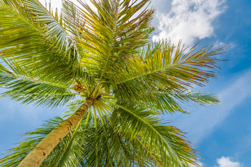 Fototapeta premium Fresh green tropical palm swaying gently in breeze trees low angle view.