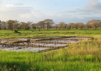 A landscape near of Diouloulou with rice crops in the region of Casamance, Senegal