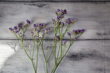 Dried Limonium Safora branch with purple flowers on a black and white background in the morning sun. Provence style photo.