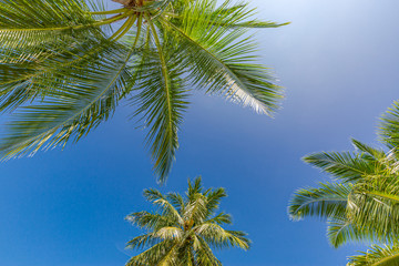 Naklejka premium Fresh green tropical palm swaying gently in breeze trees low angle view.