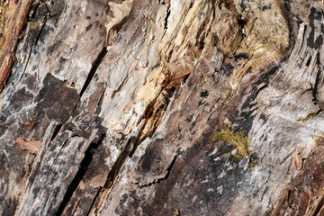 rotten wood